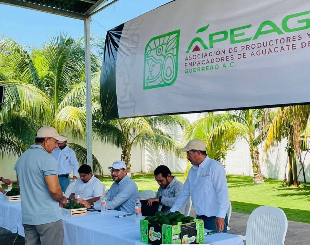 aguacate sierra