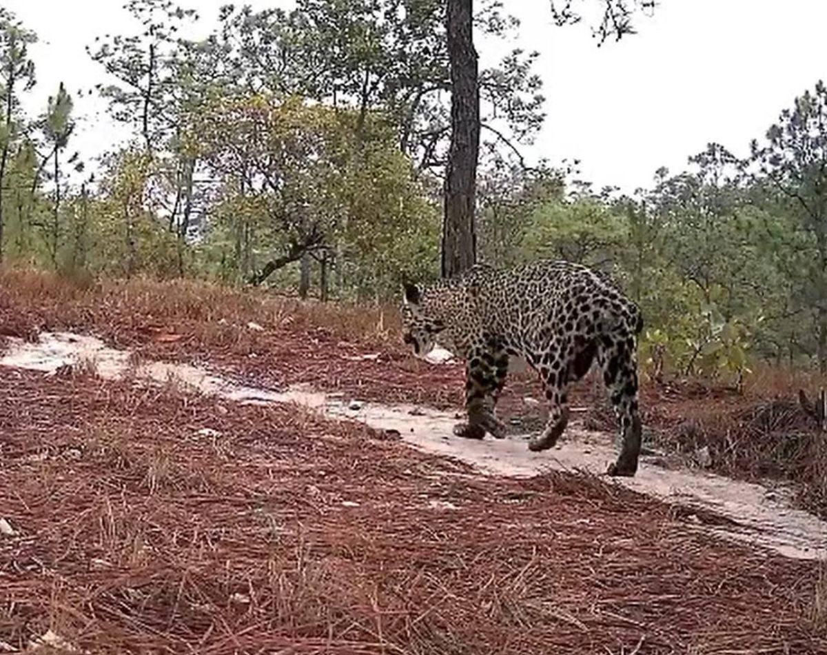 jaguar pre