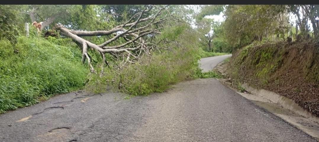 arbol caido