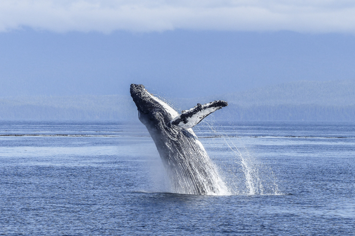 ballenas 1