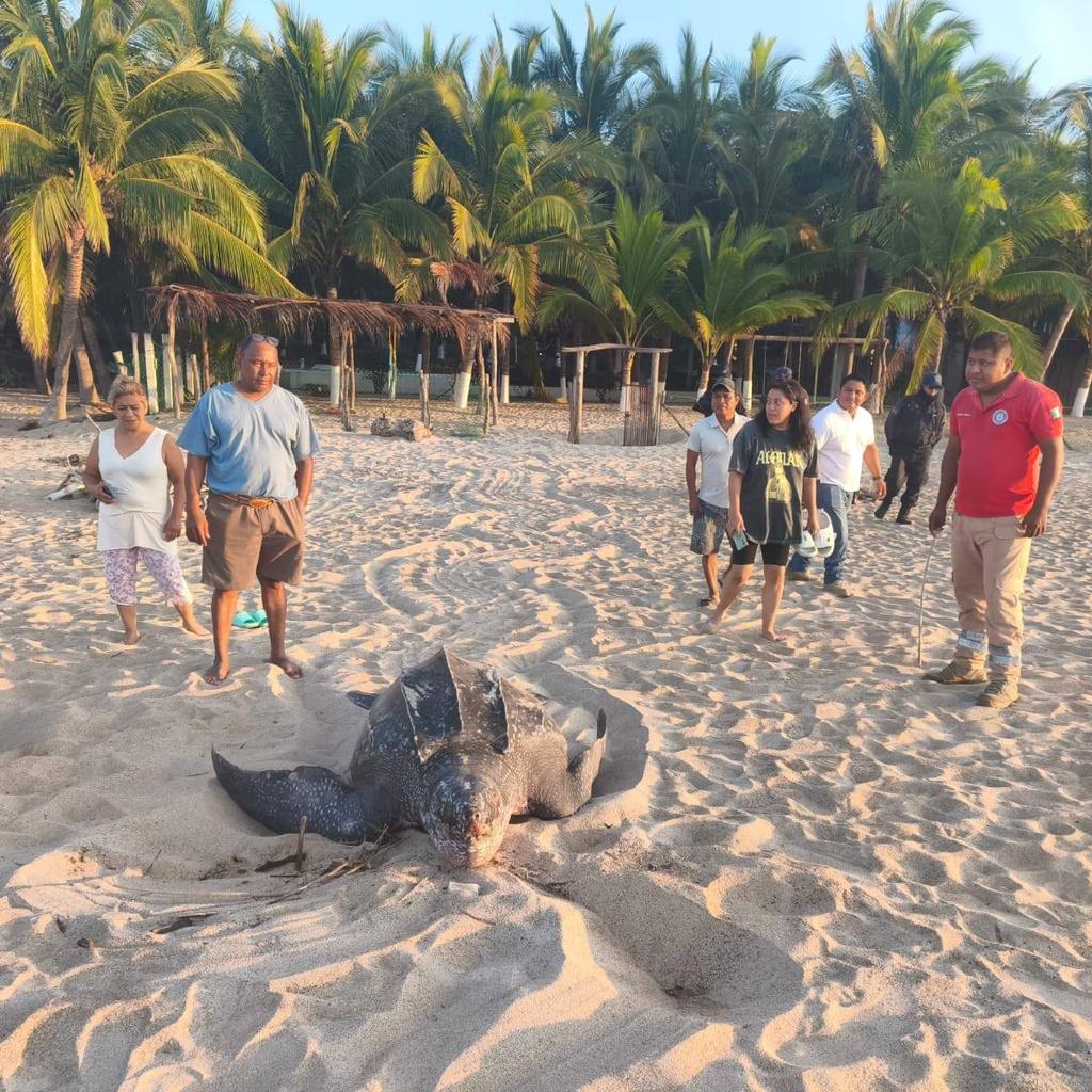 tortuga-Laud-Marquelia